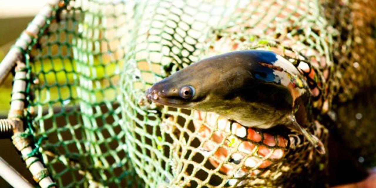 Eel in a net