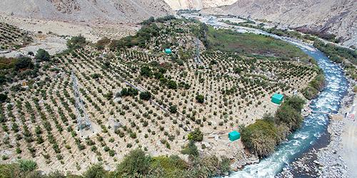 Fruit orchard